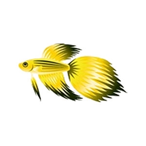 Yellow Veiltail Betta